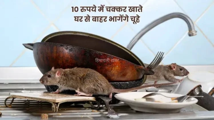 चूहों की फौज घर में कर रही मौज? पीसकर रख दें इस फल के 2 छिलके, सूंघते ही गिरते-पड़ते रफू चक्कर हो जाएंगे सब