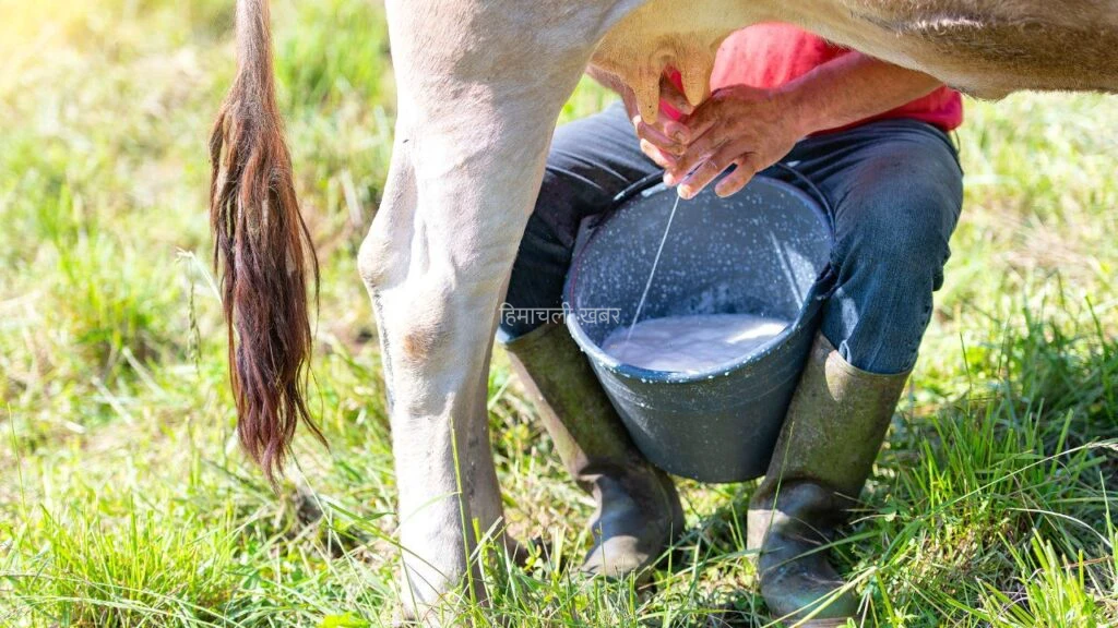 सेंधा नमक के साथ पशुओं को खिलाएं 250 ग्राम ये चीज, नहीं पड़ेंगे बीमार.. दोगुना हो जाएगा दूध