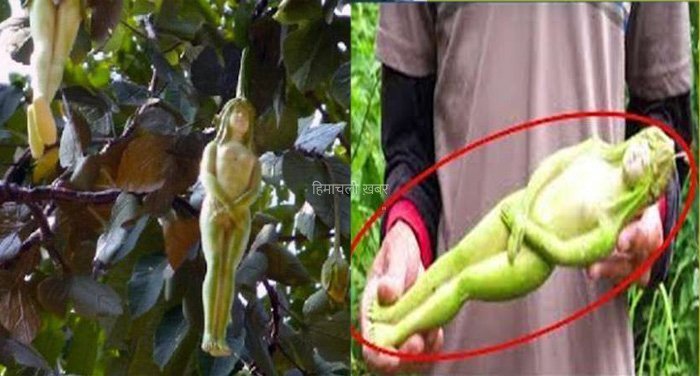 प्रकृति का अद्भुत करिश्मा? एक ऐसा अनोखा पेड़ जिस पर उगता है लड़की के आकार जैसा फल​​​