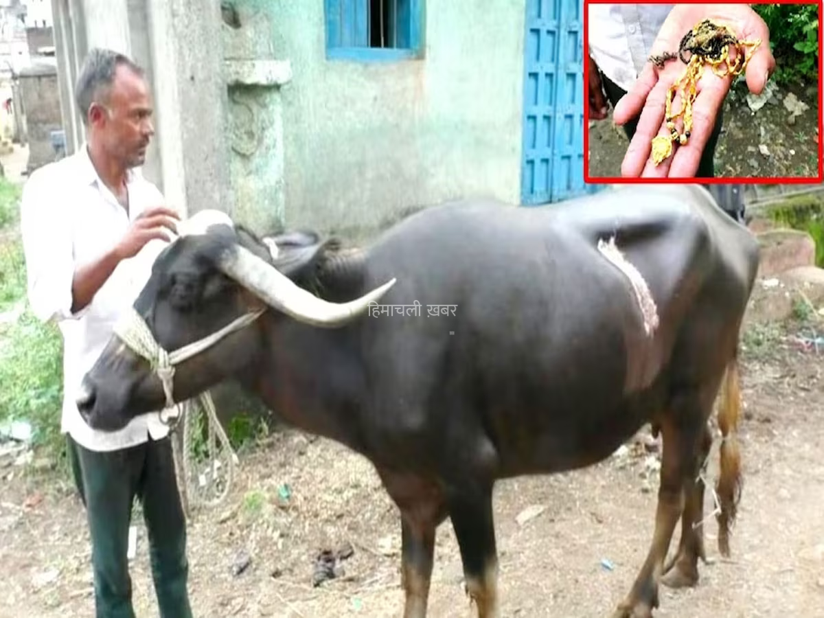 भैंस निगल गयी डेढ़ लाख का सोना, पेट फाड़ कर निकाला बाहर, लगे 65 टांके​​​