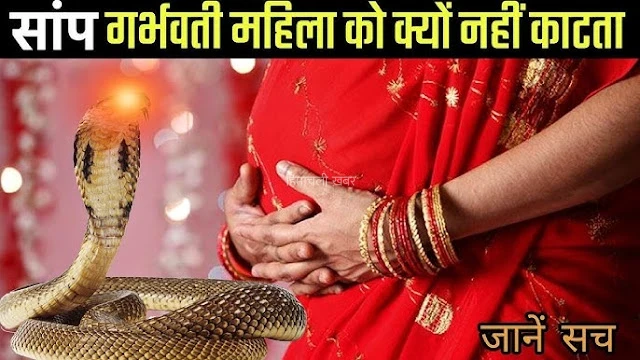 गर्भवती महिलाओं को क्यों नहीं काटते सांप? विज्ञान ने खोज निकाला अनोखा राज कारण जान आप भी कहेंगे “अद्भुत”​​​