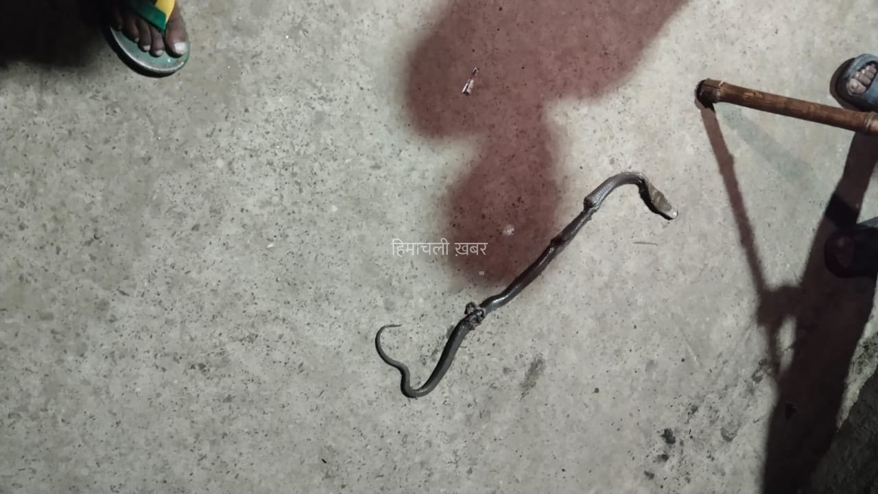 घर में धो रही थी बर्तन… तभी सांप ने हाथ में डसा, गाजियाबाद में 15 साल की साक्षी की मौत