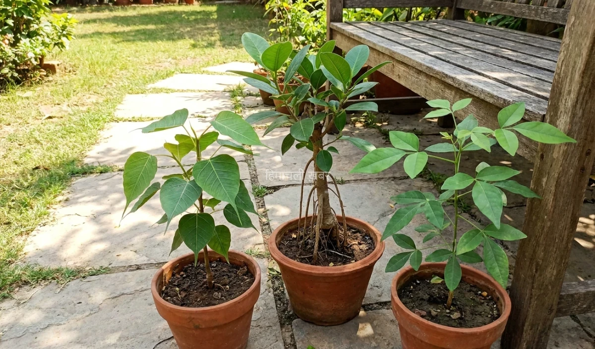 Hariyali Amavasya 2026: पितरों की शांति के लिए लगाएं ये Trees, दूर होगा Pitru Dosha और बढ़ेगी सुख-समृद्धि​