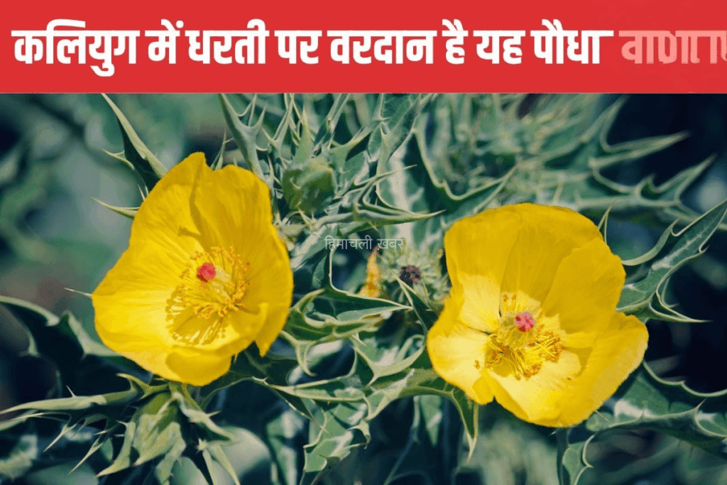बुढ़ापे में भी जवानी ला देगा यह पौधा, सिर्फ 7 दिन कर लें सेवन, नस-नस में दौड़ने लगेगी घोड़े सी ताकत