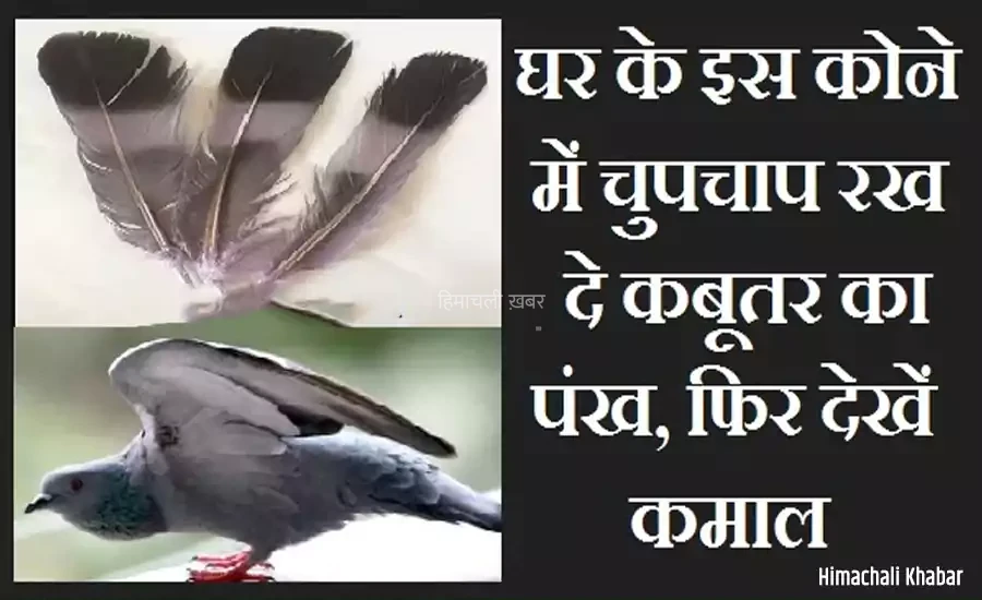 घर के इस कोने में चुपचाप रख दे कबूतर का पंख, फिर देखें कमाल