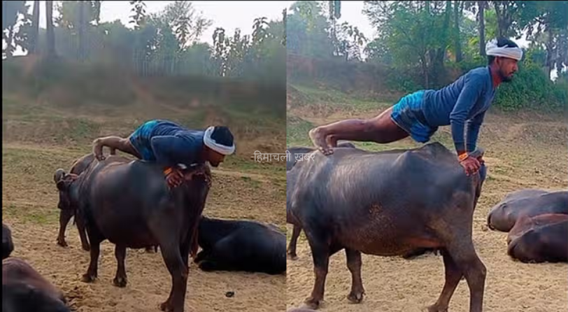 भैंस के ऊपर पुशअप करता दिखा शख्स, वीडियो देख लोगों के उड़े होश​​​