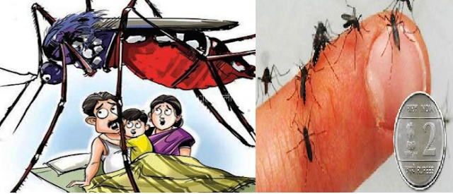 मात्र 2 रुपए में साफ होंगे घर से सभी मच्छर, यकीन ना आए तो आजमा कर देख लीजिए!​​​