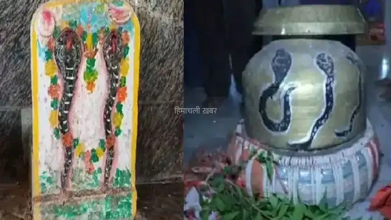 ​​यहां हर साल लगती है सांपों की अदालत, नाग देवता खुद आकर बताते हैं क्यों काटा था