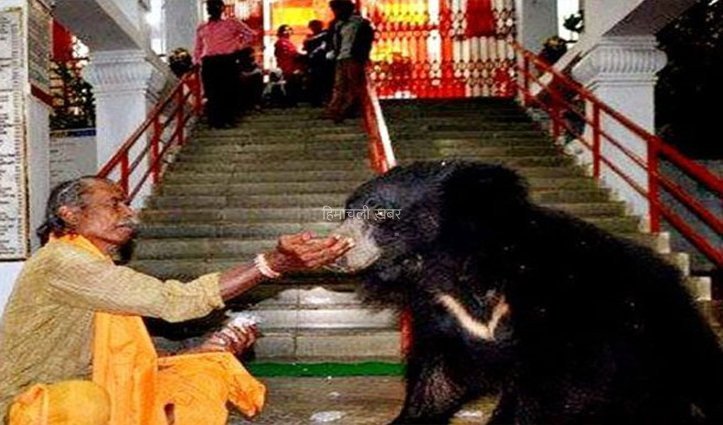 इस मंदिर में माँ के दर्शन के लिए रोज आता है भालुओं का परिवार, भालुओं को देखने के लिए उमड़ती है भारी भीड़