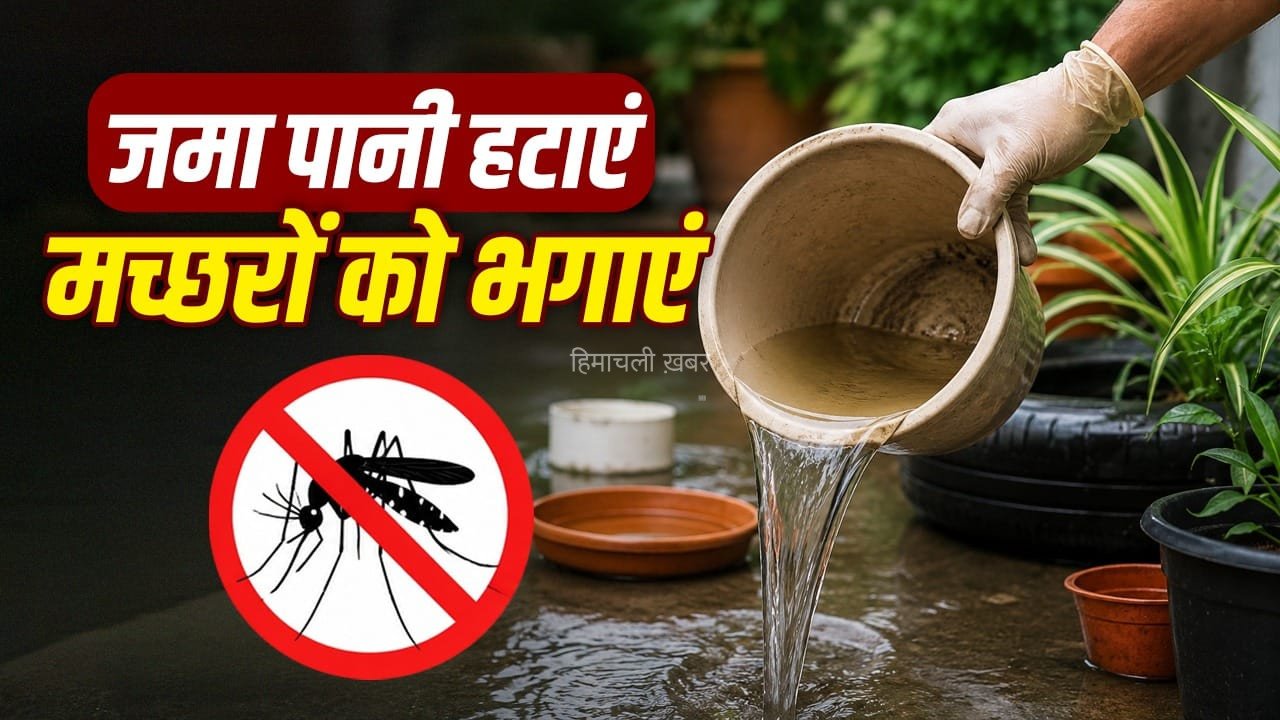 छत, कूलर या गमला… कहीं जमा तो नहीं है पानी? मच्छरों को बढ़ने से ऐसे रोकें​