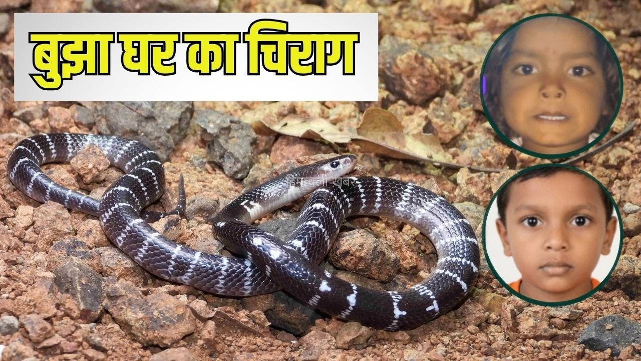 एक सांप को मारा तो दूसरे ने छोटे भाई-बहन को काटा: झांसी में दिल दहला देने वाली घटना में इकलौते बेटे मयंक की मौत, बेटी प्रगति की हालत गंभीर