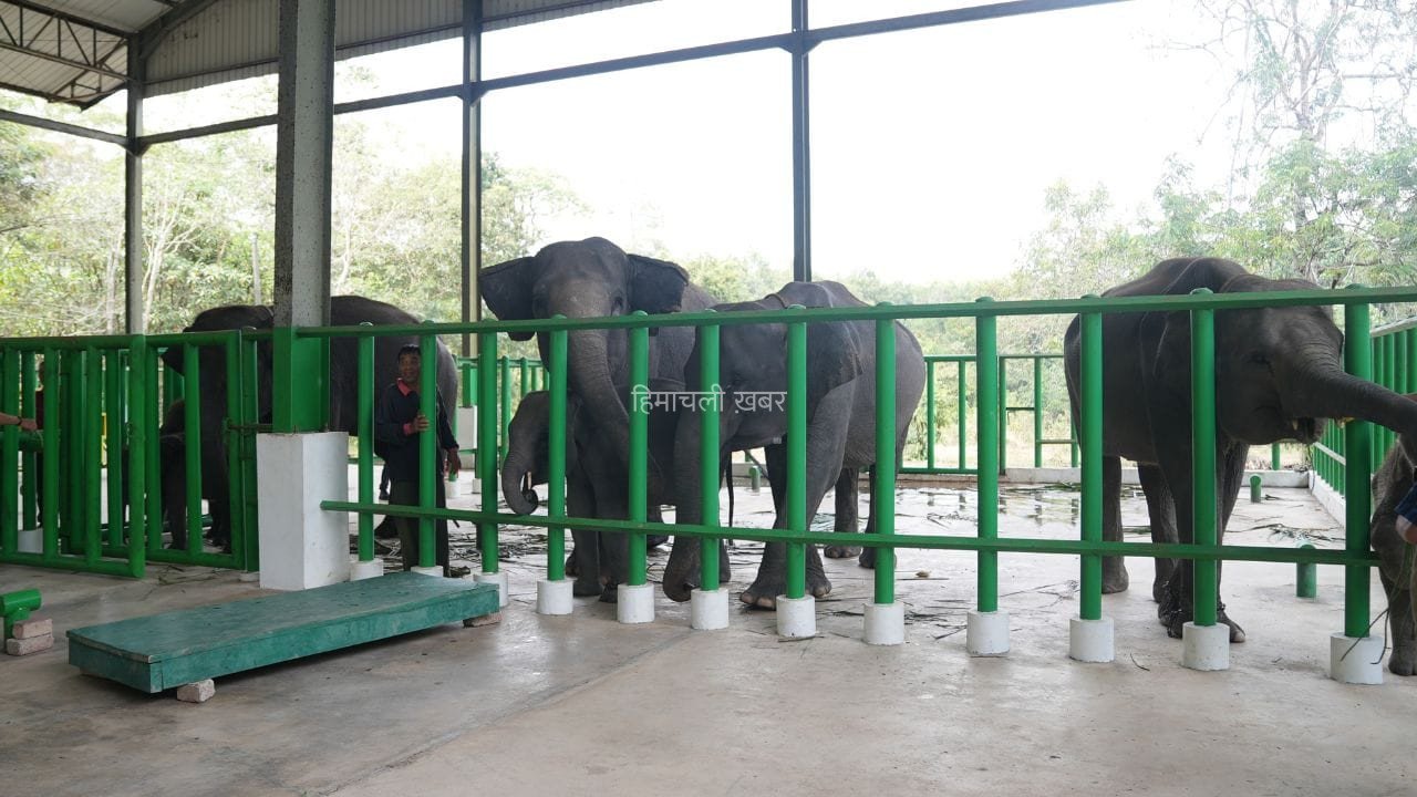 अनंत अंबानी की वंतारा का बड़ा मिशन, इंडोनेशिया में बचाएगी वन्यजीव​