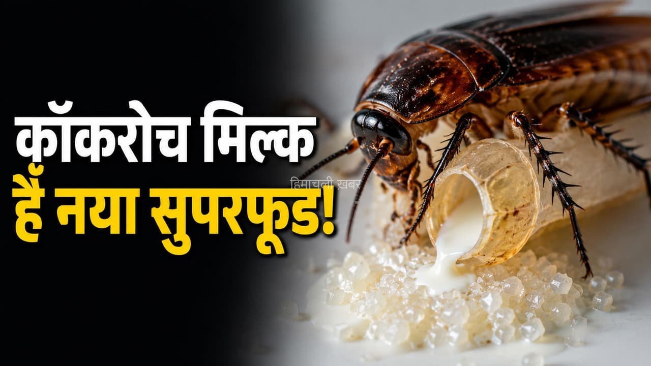 Cockroach Milk: गाय के दूध से 4 गुना ज्यादा प्रोटीन! इतना पावरफुल होता है कॉकरोच मिल्क​​​