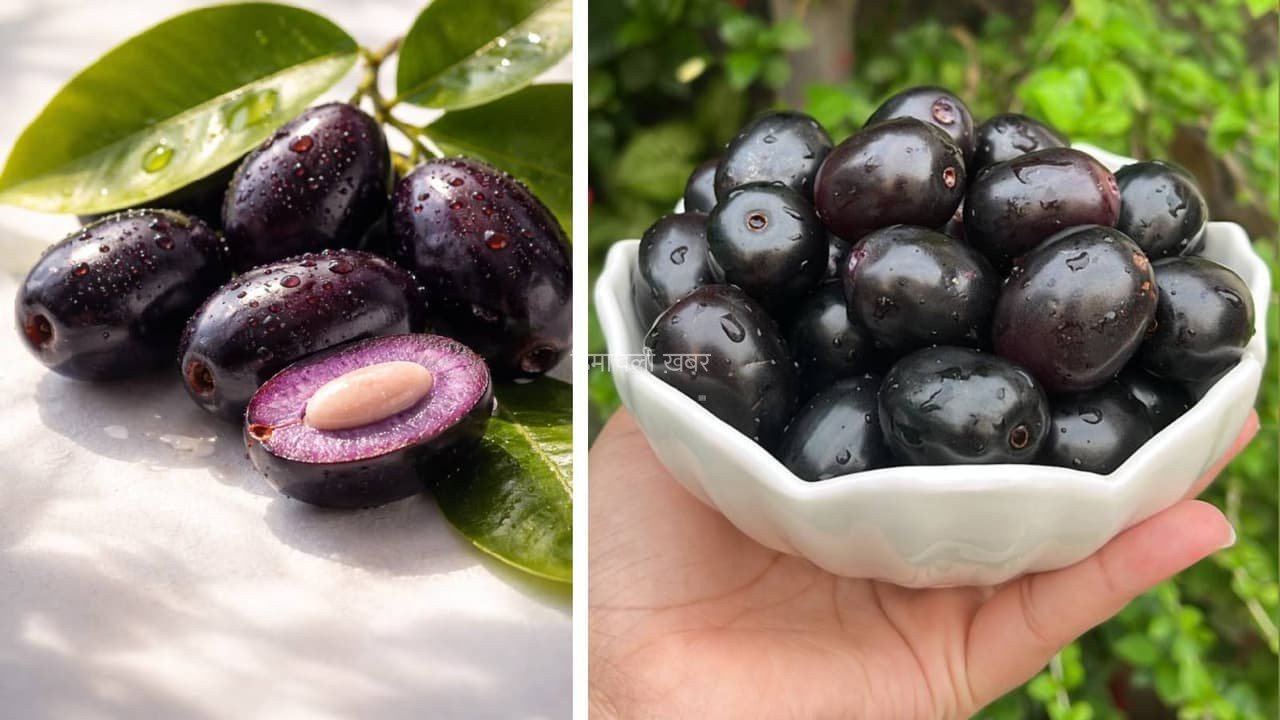 इम्यूनिटी से लेकर ग्लोइंग स्किन तक, मानसून में जामुन खाने से मिलते हैं ये 5 फायदे​​​