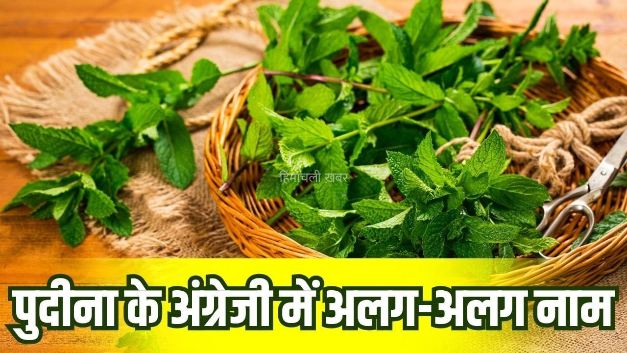 Pudina In English: पुदीना को इंग्लिश में क्या कहते हैं? जान लें खाने के अलावा इसे यूज करने के 5 कमाल के तरीके​