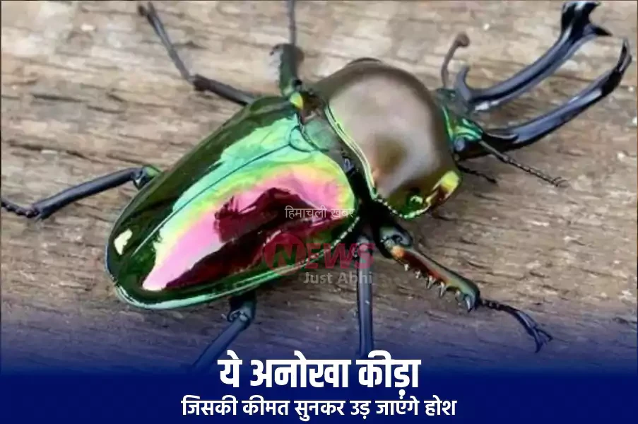 ये अनोखा कीड़ा जिसकी कीमत सुनकर उड़ जाएंगे होश. कीमत इतनी की खरीदी जा सकती है लग्जरी कार, जानिए क्यों इतना कीमती है यह जीव