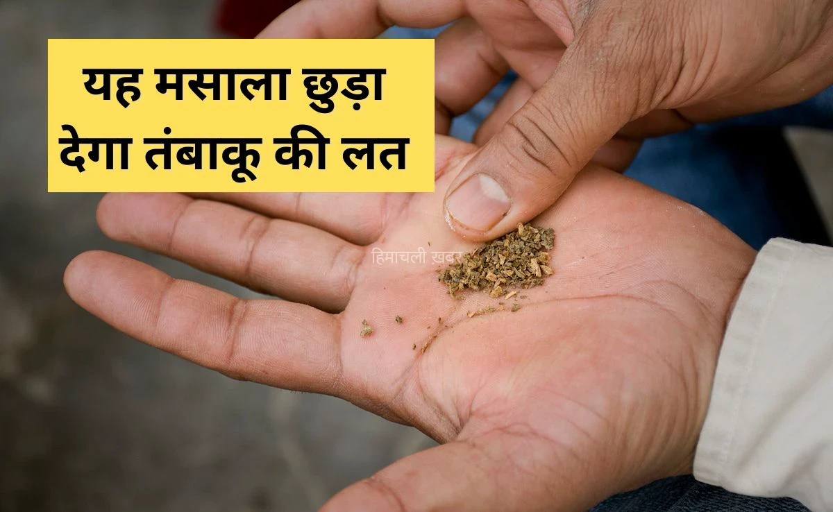सिगरेट या गुटका छुड़वा देगा रसोई का यह एक मसाला, एक्सपर्ट ने कहा तंबाकू लेने की इच्छा ही नहीं होगी​​​