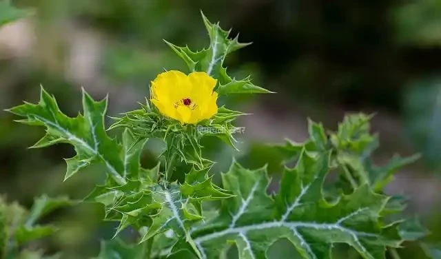 सिर्फ 12 दाने रोज़ खाएं., बुढ़ापे में भी बनी रहेगी शेर जैसी ताकत!!