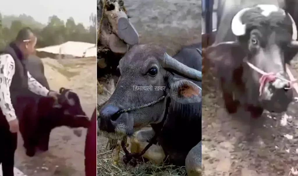 गर्भवती भैंस को काटने जा रहा था कसाई, अचानक भैंस ने किया ये काम और बच गई जान