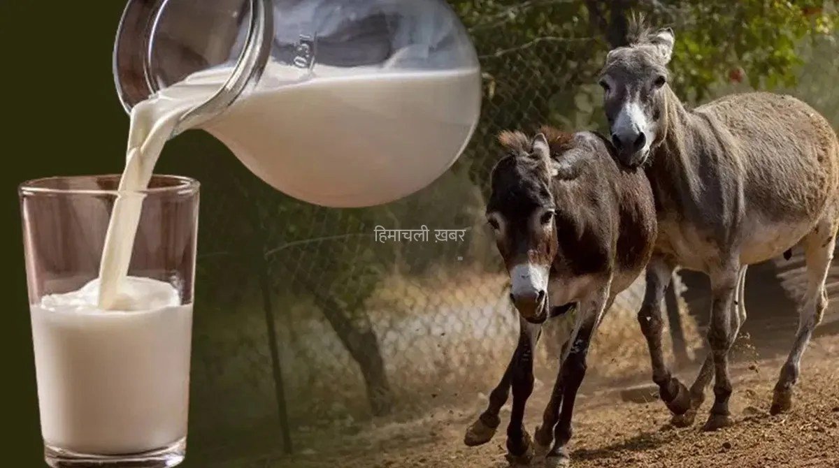 गधी का दूध 7000 रुपये लीटर: हैरान करने वाली वजह जो आपको रातों की नींद उड़ा देगी!