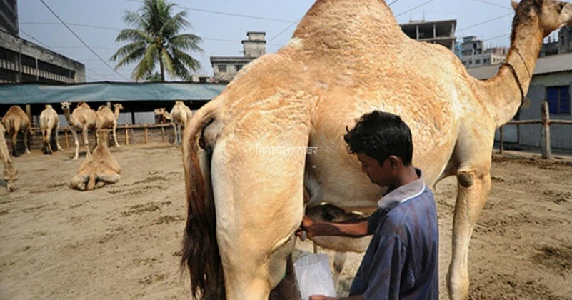 ऊंटनी का दूध इन 20 गंभीर बीमारी को करता है जड़ से खत्म, अगर किसी मंद बुध्दि को इसका दूध पिला दिया जाए तो दिमाग हो जाता है कंप्यूटर से भी तेज़​​​