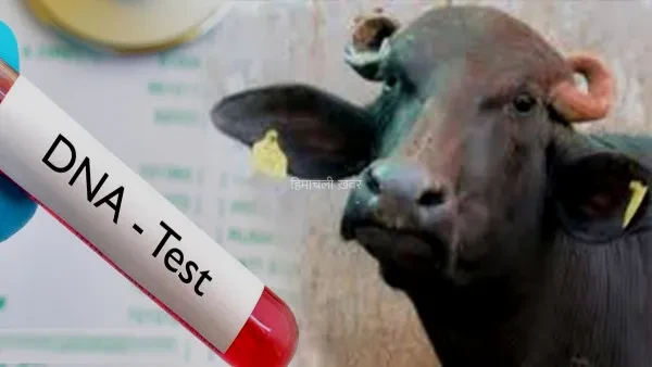 अनोखा विवाद: भैंस के मालिकाना हक पर छिड़ी जंग, अब DNA टेस्ट से खुलेगा असली मालिक का राज