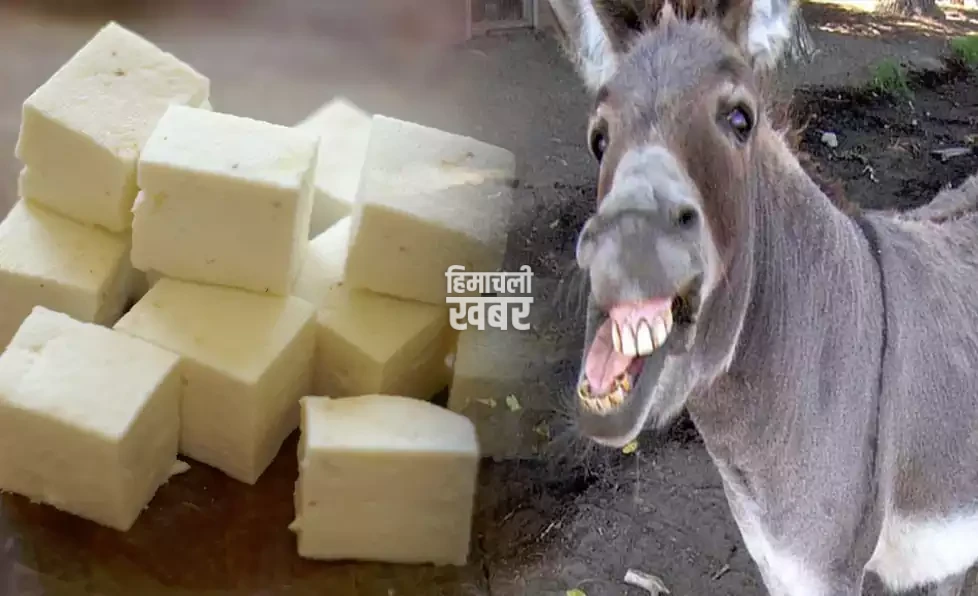 gadhi ka paneer