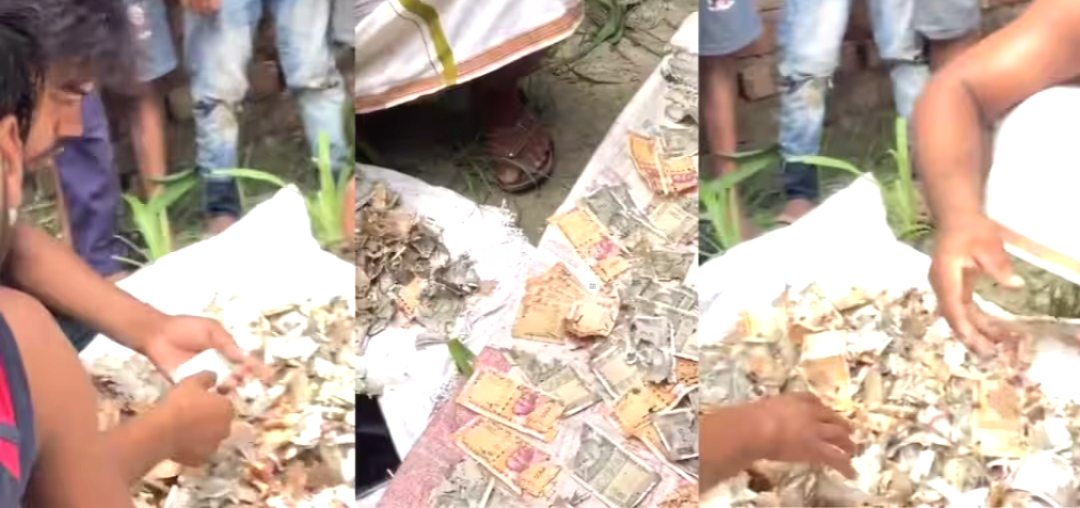 ​​पति से छिपाकर ट्रंक में रखे थे 12 लाख रुपये, सोना खरीदने से पहले चूहों ने कुतर डाली सारी कमाई; देखें वायरल वीडियो​​​
