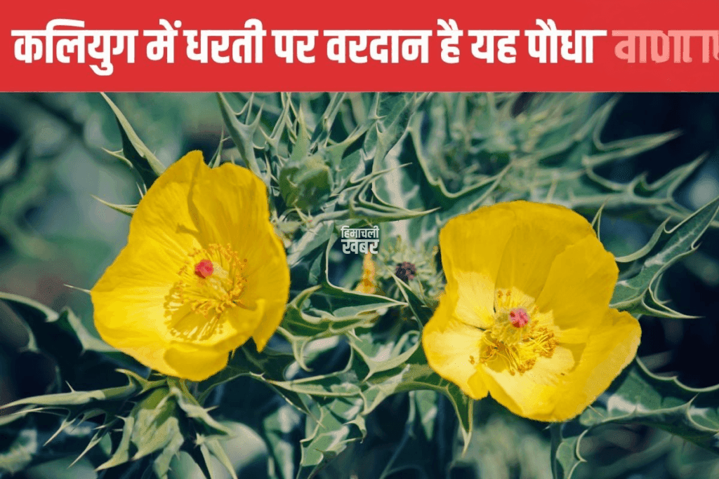 बुढ़ापे में भी जवानी ला देगा यह पौधा ! सिर्फ 7 दिन कर लें सेवन, नस-नस में दौड़ने लगेगी घोड़े सी ताकत ˛˛ बुढ़ापे में भी जवानी ला देगा यह पौधा ! सिर्फ 7 दिन कर लें सेवन, नस-नस में दौड़ने लगेगी घोड़े सी ताकत ˛˛