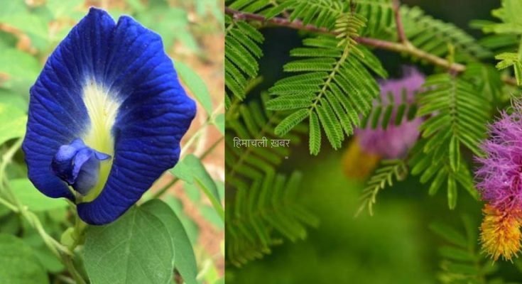 ​​घर में लगाएं इन 3 पौधों में से भी कोई 1 पौधा… घर में कभी नहीं होगी पैसों की कमी​​​​