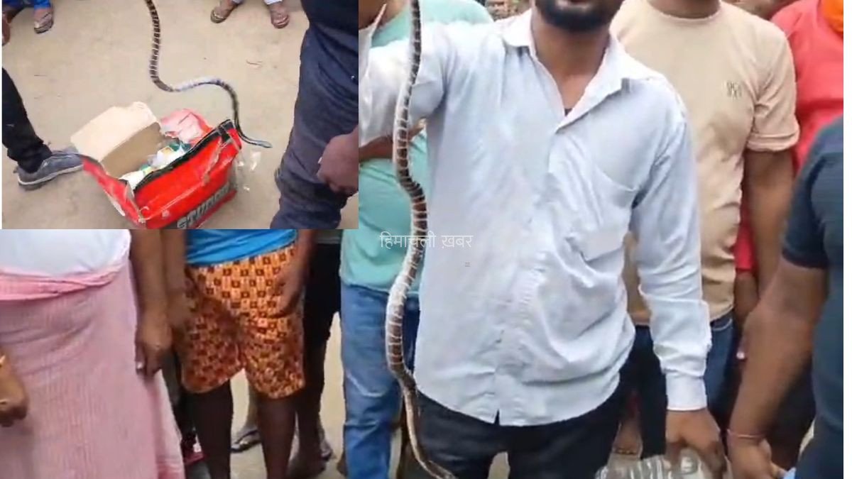 ​​यूपी में जहरीले सांप ने बेड पर सो रहे मां-बेटे को डसा, एक पल में खत्म हो गईं खुशियां​​​