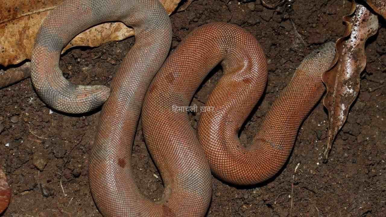 एक से चार करोड़ रुपए तक में बिकता है ये दो मुंहा सांप, यौनवर्धक दवाई बनाने में होता है इस्तेमाल
