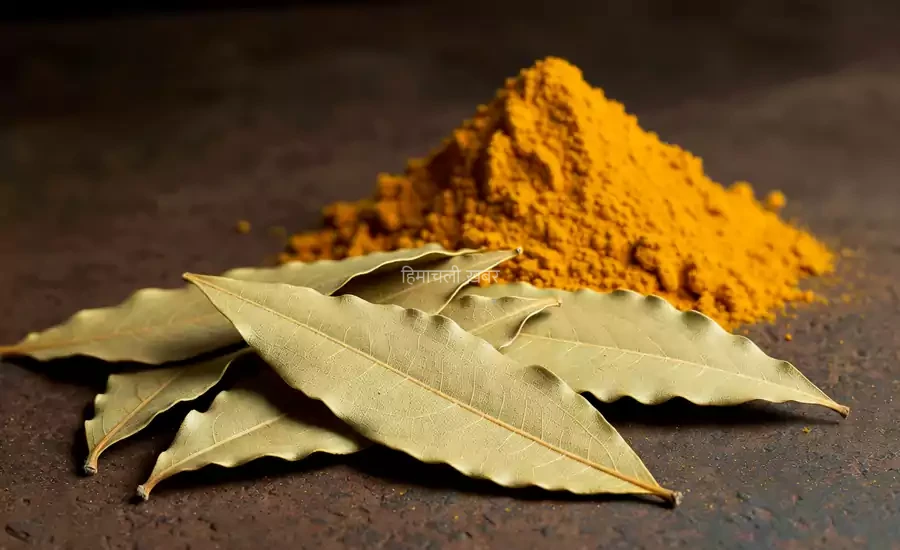tezzptta-aur-haldi