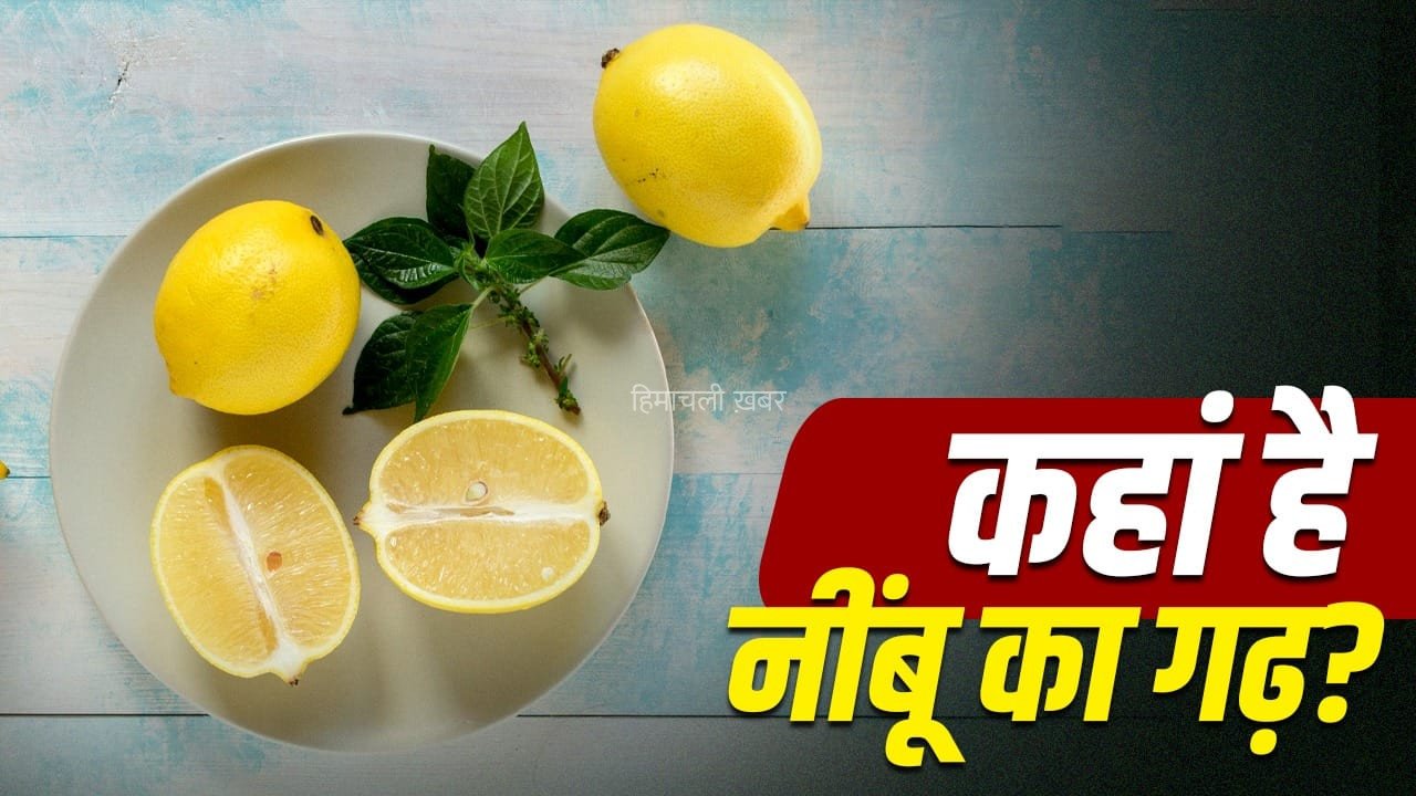 Lemon: भारत, चीन या मेक्सिको, सबसे ज्यादा नींबू कहां पैदा होता है?​