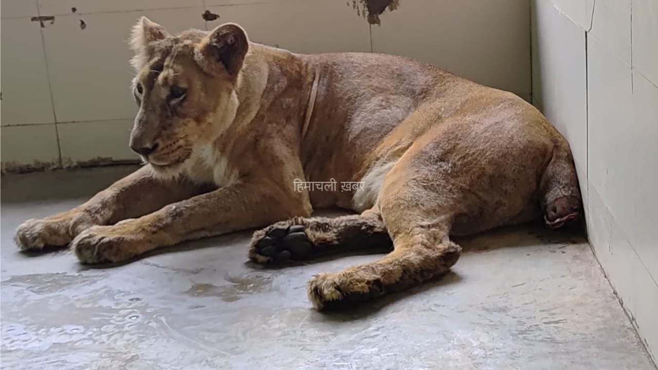 Etawah Safari Park: ‘नीरजा’ ने काटी थी पूंछ, 52 दिन चला इलाज… आखिर जिंदगी की जंग हार गई शेरनी ‘राधिका’​