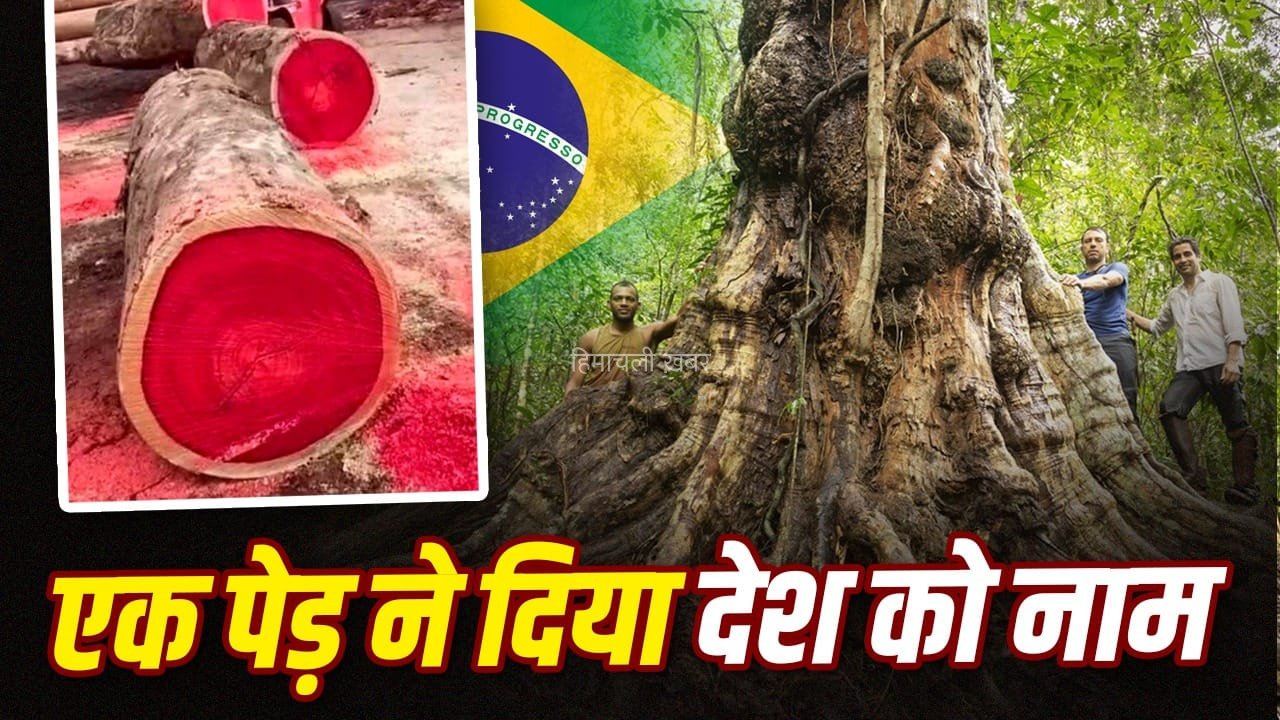 अंगारे जैसा रंग देने वाला वो पेड़ जिसके नाम पर रखा 21 करोड़ आबादी वाले देश का नाम​