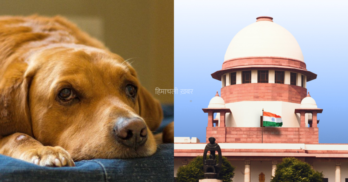 इंसान ही नहीं अब कुत्तों को भी इस जुर्म के लिए होगी उम्रकैद, सरकार ने सुनाया फैसला​​​