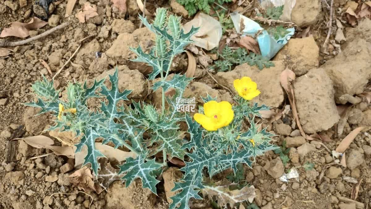 1200-675-21320779-thumbnail-16×9-plant
