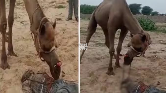 ऊंट ने मालिक का सिर जबड़े में फंसाकर तरबूज की तरह तोड़ दिया, 10 सेकंड में ही मौत…खौफनाक था मंजर… ऊंट ने मालिक का सिर जबड़े में फंसाकर तरबूज की तरह तोड़ दिया, 10 सेकंड में ही मौत…खौफनाक था मंजर…