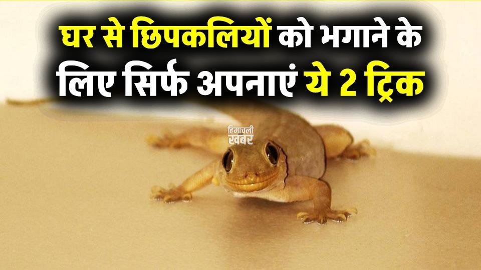 घर में छिपकलियों का आतंक खत्म! सिर्फ ₹2 में अपनाएं ये 2 ट्रिक, असर चौंकाने वाला