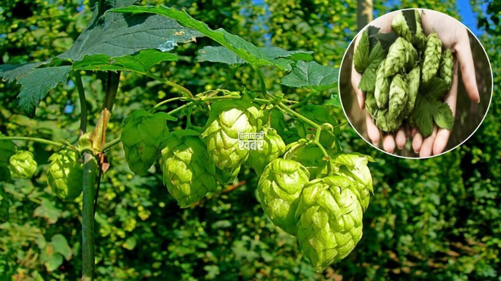 world-most-expensive-vegetable-hop-shoots-sells-for-rs-85000-per-kilogram-1024×576